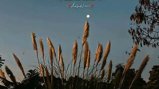 تین کام اور انکے فوائد