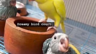 Parrot breeding