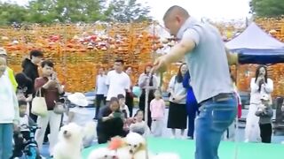Funny dance with dogs