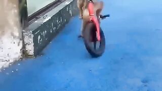 Smart Monkey