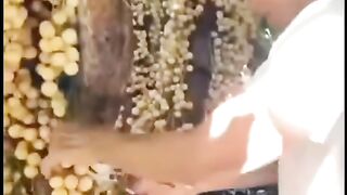 duku fruit harvest