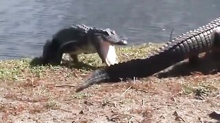 It's a croc-eat-croc world now.