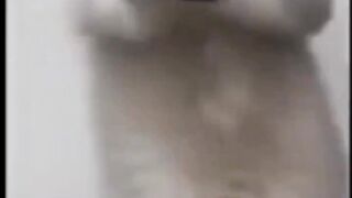 cute cat dancing