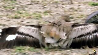 _wildanimals _documentary