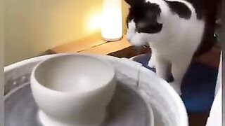 Cat clay artist