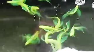 Fish tank