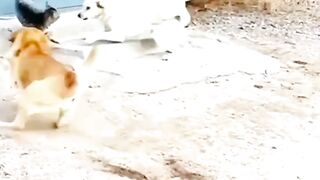 Dogs shocked ????