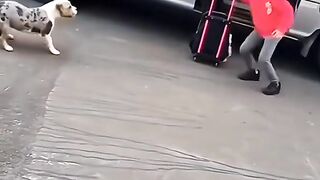 How sweet animal????????????