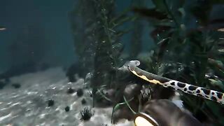The highly venomous Yellow-bellied Sea snake, one bite and good night!
