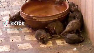 Kuil tikus
