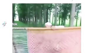 Funny video