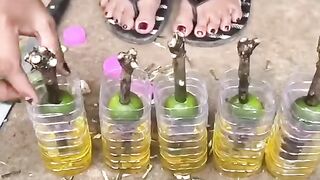 Metode tanam cangkok
