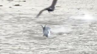 the speed of eagle is too fast