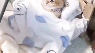 rich cat