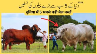 Top 5 Most Biggest Bull Breeds Of The World | Duniya ke sab se bade bailo ki naslen | Qurbani 2024