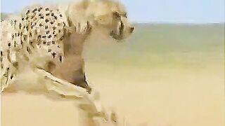 Fastest Lion