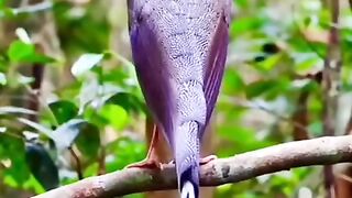 Burung termahal di dunia suaranya bikin merinding seketika bunyi!