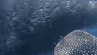 Ocean conservation research