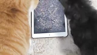 Orange cats typical behavior