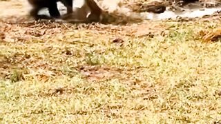 Crocodiles attacks a monkey