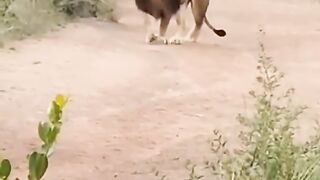 Lion scared from drunk man