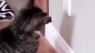 Cats with a silly gen