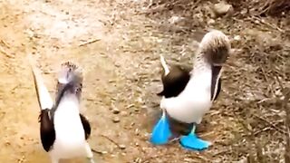 Aneh tapi Nyata! Pasangan Burung Unik dengan Kaki Biru Menarik Perhatian