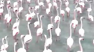 ×Jutaan Mata Terpana! Tonton Ribuan Burung Menari di Udara dalam Video Ini!