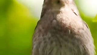 ×Hanya 10 Detik, Tapi Suara Burung Ini Akan Menghipnotis Anda!