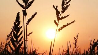 Orange and Yellow Natural Sunset
