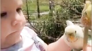 Funny Baby videos 3