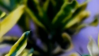 Flowers in spring