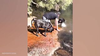 When Your Dog Fills Your Life with Laughter - Funny Dog and Human