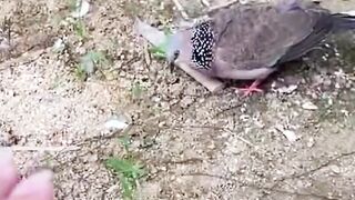 Dove is singing