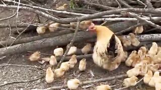 Chicks Follow their mom hen