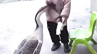 Swans and kid
