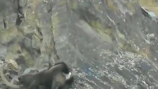 Hill Goats falling