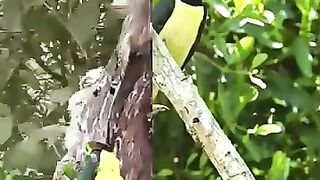 ×a collection of cool videos about birds,,,#shorts #shortsvideo