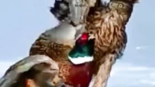 Eagle catch Bird