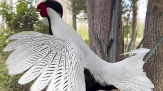 I love how much Silver Pheasants wildlife