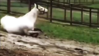 Take stock of the max-level animals