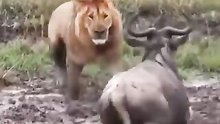 life and death battle. lion vs buffalo