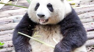 Panda Huahua went to work