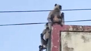 Mother Saves Baby Monkey in a VIRAl Video