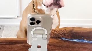 Learn how to train your dog