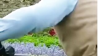 Rabbits eating tomato