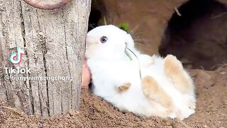 Charming rabbit