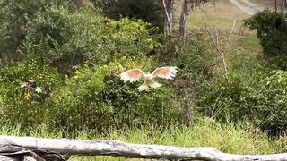 Birds video...
