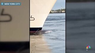 Video shows dead whale on the bow of a cruise ship docking at New York City.