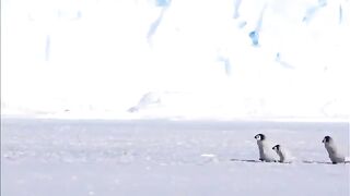 penguins walking side by side